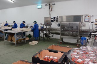 PROSEAL OFFERS FRESH APPROACH TO INCREASED SPEEDS AT STRAWBERRY GROWER